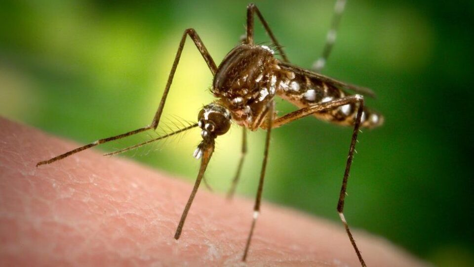 Billions of genetically modified male mosquitos will be released in California and Florida as a 'natural pest control' to stop the spread of diseases like Zika, yellow fever and Dengue